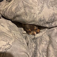 Doir joined the competition — help win amazing prizes! animal, bed, blanket, brown_dog, comfort, covered, cozy, cute, dog, fabric, fur, indoor, paw, pet, relaxed, resting, sleepy, small_dog, snuggled, warm