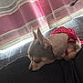 animal, black_surface, chihuahua, clothing, cozy, curtains, dog, ears, fur, indoor, light, nose, pet, quiet, red_outfit, resting, shadow, sleeping, small_dog, striped