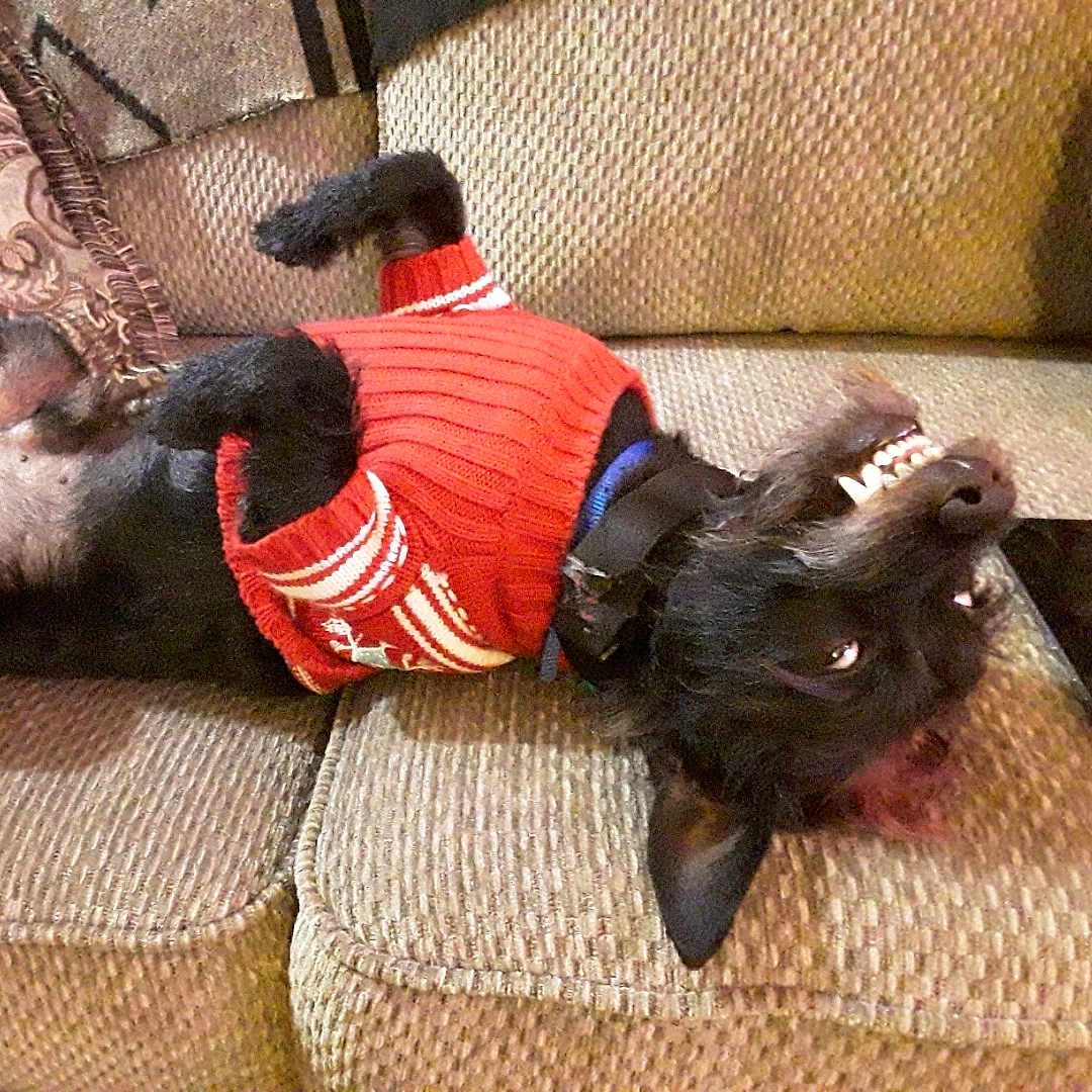 Digger is registered to the contest to win money with this photo: animal, black_dog, canine, collar, couch, cozy, cute, dog, domestic_animal, fur, furniture, happy, indoor, pet, playful, red_sweater, relaxed, smiling, teeth, upside_down