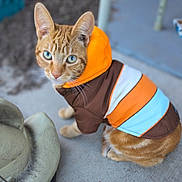 Kevin joined the competition — help win amazing prizes! cat, orange_tabby, jacket, hooded_clothing, blue_eyes, sitting, concrete_floor, outdoor, pet, animal, feline, fur, striped_jacket, curious, close_up, blurred_background, statue_base, colorful_clothing, looking_up, whiskers