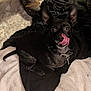 dog, black_dog, pet, tongue_out, licking, ears, collar, blanket, cozy, indoors, cute, fur, animal, playful, sitting, companion, friendly, domestic, mammal, canine