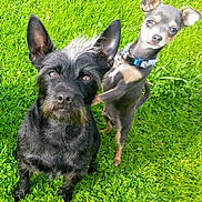 Digger And Blue is registered to the contest to win money with this photo: dog, grass, outdoor, pet, animal, two_dogs, playful, collar, ears, fur, cute, companions, greenery, nature, standing, sitting, portrait, alert, friendly, domestic_animal