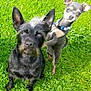 dog, grass, outdoor, pet, animal, two_dogs, playful, collar, ears, fur, cute, companions, greenery, nature, standing, sitting, portrait, alert, friendly, domestic_animal