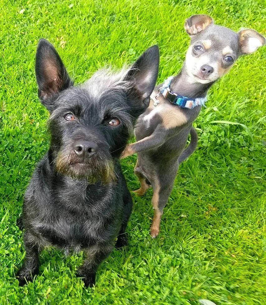 Digger And Blue