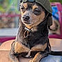Blue is registered to the contest to win money with this photo: dog, pet, cap, hat, animal, outdoor, relaxing, paw, fur, closeup, brown, black, person, jeans, casual, portrait, cute, small_dog, sunlight, expression