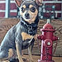 Blue joined the competition — help win amazing prizes! dog, small_dog, fire_hydrant, indoor, wooden_surface, collar, tag, pet, animal, brown, black, ears, sitting, alert, curious, furniture, brick_wall, chain, close_up, portrait