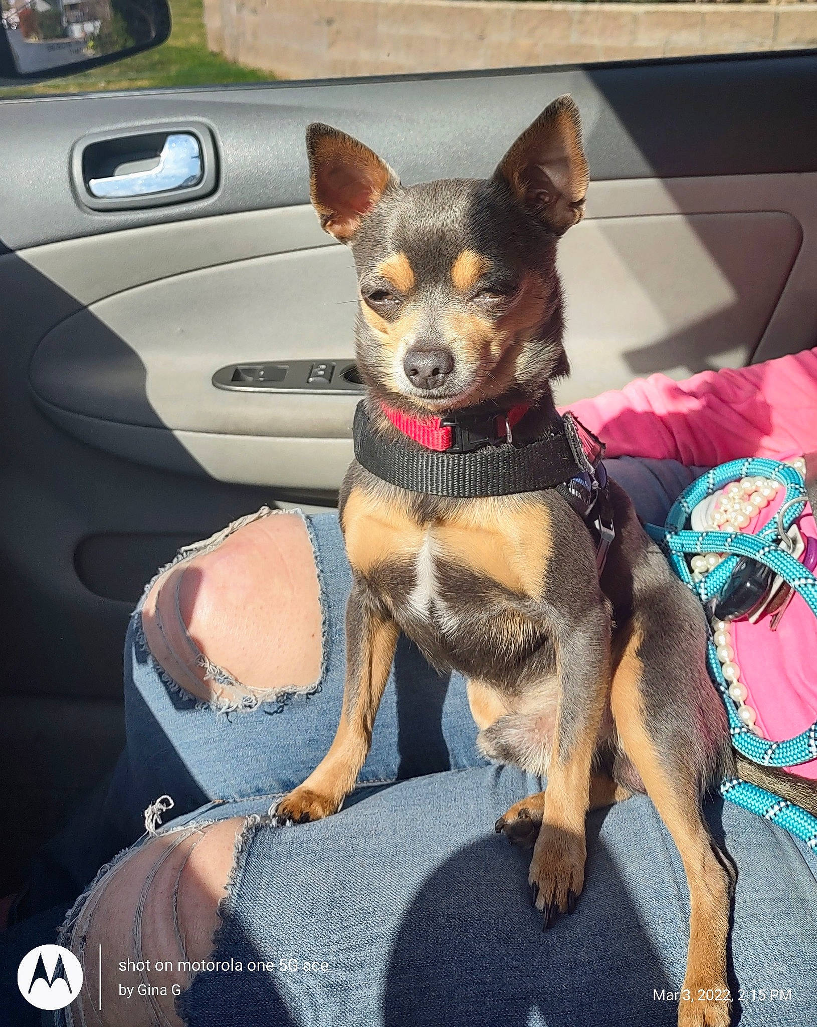 Blue is registered to the contest to win money with this photo: automotive_lighting, automotive_mirror, automotive_tire, car, carnivore, collar, companion_dog, dog, dog_breed, dog_supply, door, fawn, hood, motor_vehicle, personal_luxury_car, russkiy_toy, snout, toy_dog, vehicle, vehicle_door