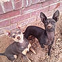 Blue And Rue joined the competition — help win amazing prizes! dog, puppy, small_dog, ears, black_dog, brown_dog, outdoor, dirt, brick_wall, pets, animal, cute, looking_at_camera, sitting, two_animals, canine, young_dog, alert, companions, nature