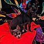 dog, small_dog, black_dog, gray_dog, pet, blanket, red_blanket, colorful_background, indoor, resting, cute, animal, companion, fur, ears, eyes, sitting, lying_down, cozy, curious