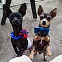 Blue And Rue joined the competition — help win amazing prizes! dog, small_dog, pet, bow_tie, necklace, flower_accessory, black_dog, brown_dog, standing, hind_legs, indoor, concrete_floor, chair_leg, cute, animal, domestic_animal, friendly, alert, two_dogs, accessorized