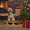Morty joined the competition — help win amazing prizes! celebration, christmas_tree, cozy, decorations, dog, festive, fireplace, fur, gift_box, happy_dog, holiday, indoors, pet, pine_tree, presents, sled, smiling, tongue_out, winter, wood_floor