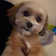 Morty joined the competition — help win amazing prizes! animal, companion, cozy, cute, cute_pet, dog, eyes, face, fluffy, friendly, fur, holding, home, indoor, looking, mammal, person, pet, portrait, small_dog