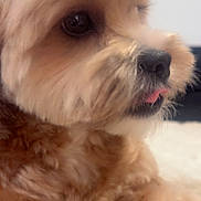 Morty is registered to the contest to win money with this photo: animal, brown, close_up, companion, cozy, cute, dog, domestic, face, fluffy, fur, indoor, mammal, nose, pet, portrait, small, soft, tongue, whiskers