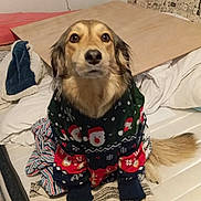 Shanel a rejoint le concours — aidez-le/la à gagner de superbes lots ! animal, bed, bedding, bedroom, black_nose, brown_fur, christmas, clothing, dog, festive, floppy_ears, indoor, pet, portrait, sitting, social_media_screenshot, sweater, table, tail, wallpaper