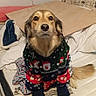 animal, bed, bedding, bedroom, black_nose, brown_fur, christmas, clothing, dog, festive, floppy_ears, indoor, pet, portrait, sitting, social_media_screenshot, sweater, table, tail, wallpaper