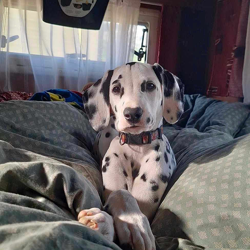 Zaza participe au concours pour gagner de l'argent avec cette photo : animal, bed, bedroom, blanket, canine, cushion, dalmatian, dog, furniture, homedecor, hound, indoors, person, pet, pointer, puppy, quilt, room, sleeping