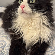 Kitty Marie joined the competition — help win amazing prizes! alert, animal, bedspread, black_and_white, cat, close_up, cute, domestic_animal, feline, fluffy, green_eyes, indoor, long_hair, lying_down, pet, pink_nose, relaxed, resting, soft, whiskers