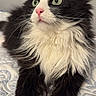 alert, animal, bedspread, black_and_white, cat, close_up, cute, domestic_animal, feline, fluffy, green_eyes, indoor, long_hair, lying_down, pet, pink_nose, relaxed, resting, soft, whiskers