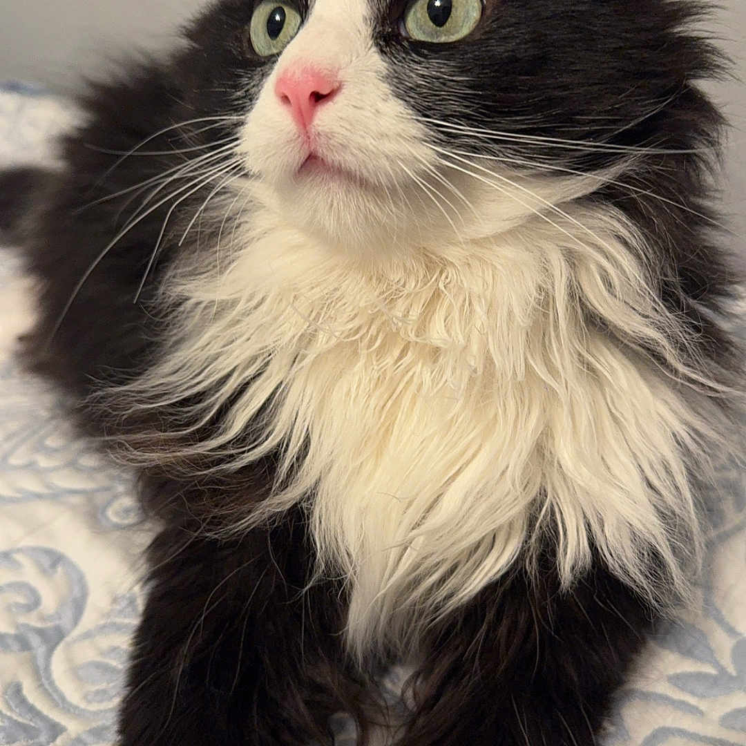 Kitty Marie