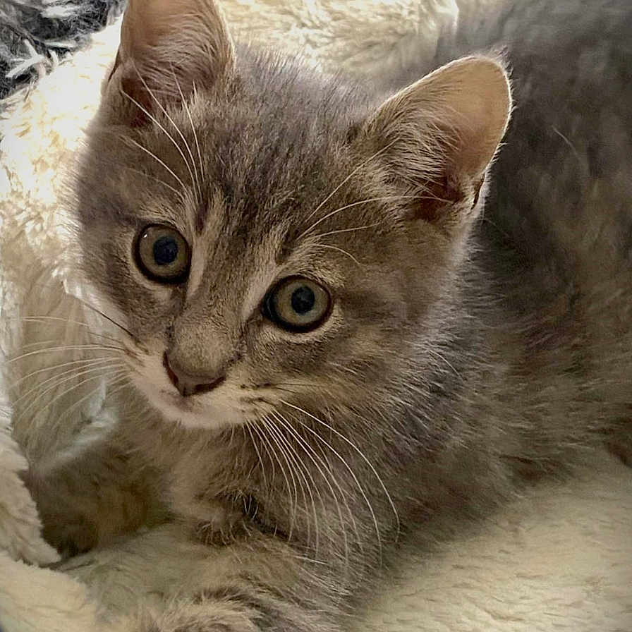 Happy a rejoint le concours — aidez-le/la à gagner de superbes lots ! abyssinian, angora, animal, cat, egyptiancat, gray, kitten, manx, pet, siamese, snout