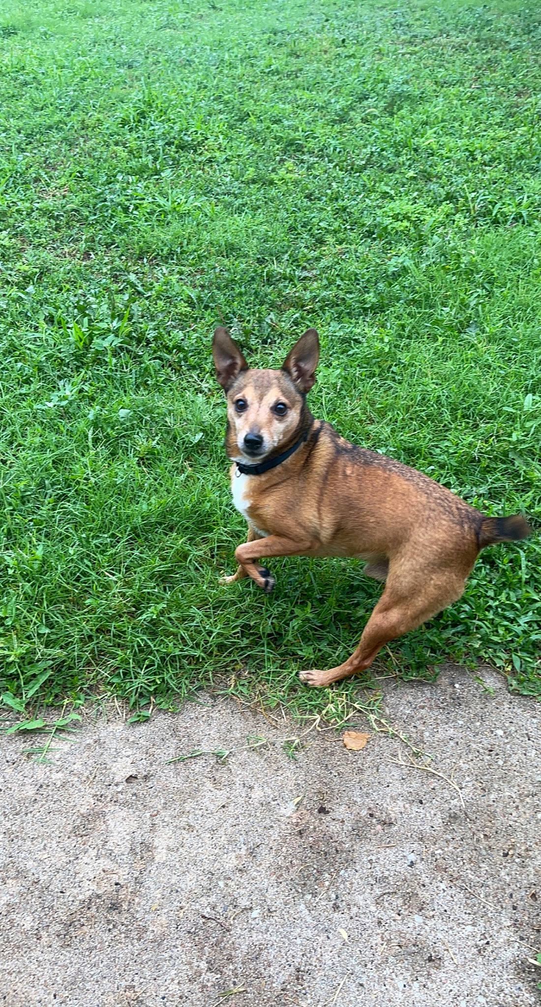 Bandit Ray is registered to the contest to win money with this photo: canidae, carnivore, collar, companion_dog, dog, dog_breed, dog_collar, dog_supply, grass, groundcover, hunting_dog, non_sporting_group, plant, sporting_group, tail, terrestrial_animal, terrier, toy_dog, working_animal, working_dog