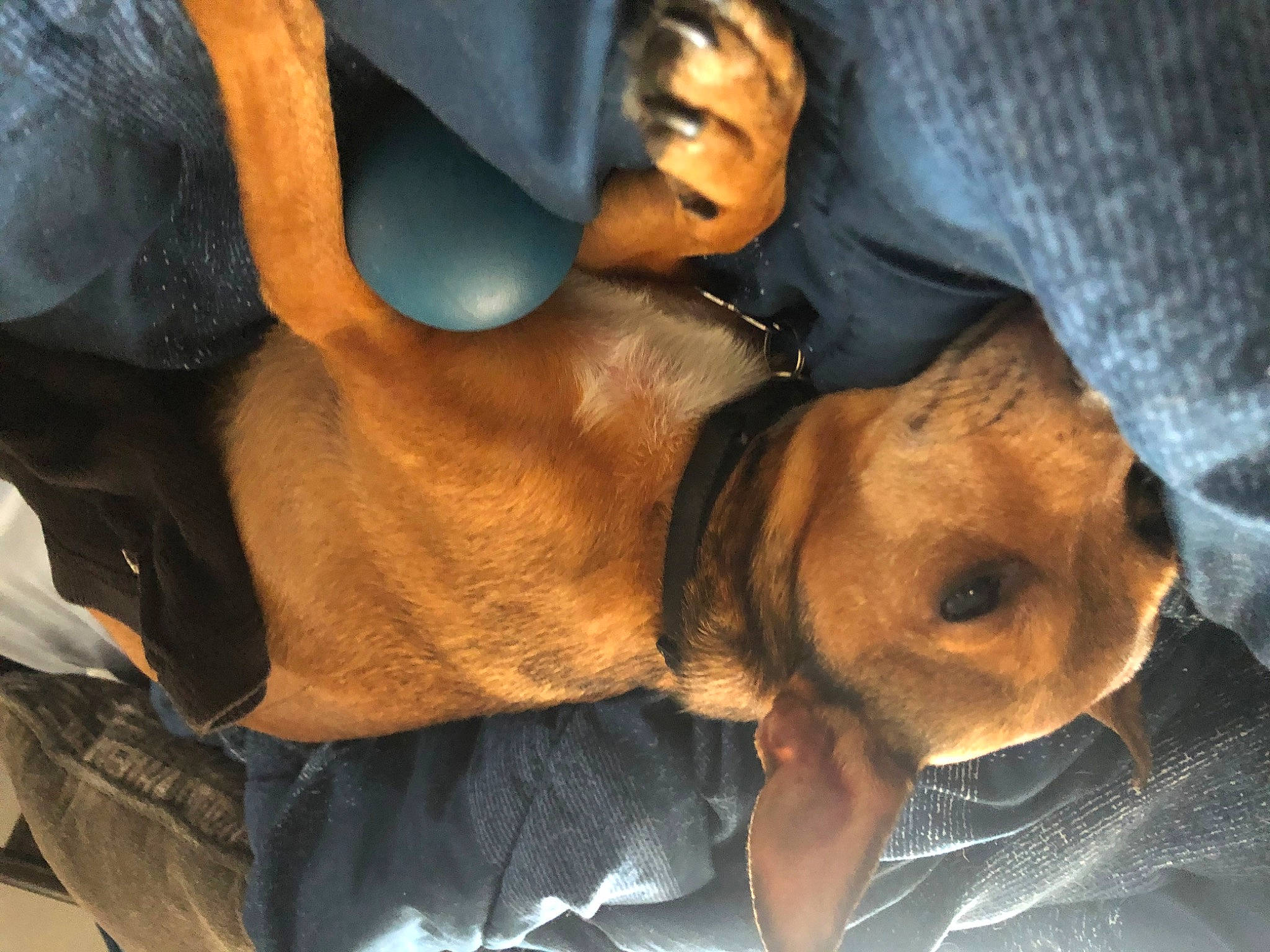 Bandit Ray is registered to the contest to win money with this photo: canidae, carnivore, companion_dog, dog, dog_breed, dog_collar, eyewear, fawn, fur, guard_dog, hat, liver, paw, personal_protective_equipment, selfie, sporting_group, sunglasses, whiskers, working_animal, working_dog