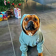 Sisko participe au concours pour gagner de l'argent avec cette photo : dog, hoodie, clothing, floor, tile, christmas_tree, ornaments, gift_bags, living_room, sofa, cushion, holiday, pet, cute, indoors, decorations, brown_dog, animal, canine, festive