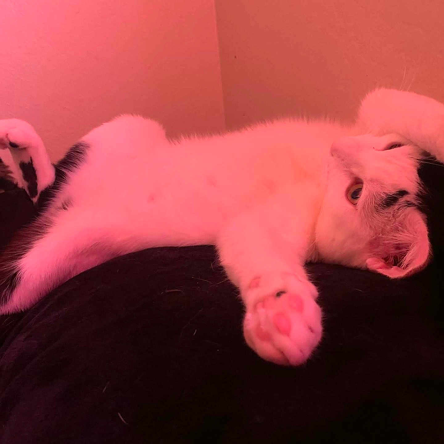 Corazón joined the competition — help win amazing prizes! cat, relaxed, stretching, indoor, pink_light, black_and_white, paw, fur, cute, pet, animal, home, cozy, lying_down, whiskers, ears, soft, comfort, resting, feline