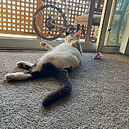 Corazón is registered to the contest to win money with this photo: cat, black_and_white, carpet, indoor, relaxed, toy, mouse_toy, sliding_door, patio, bicycle, chair, sunlight, window, pet, feline, animal, floor, home, domestic, playful