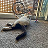 cat, black_and_white, carpet, indoor, relaxed, toy, mouse_toy, sliding_door, patio, bicycle, chair, sunlight, window, pet, feline, animal, floor, home, domestic, playful