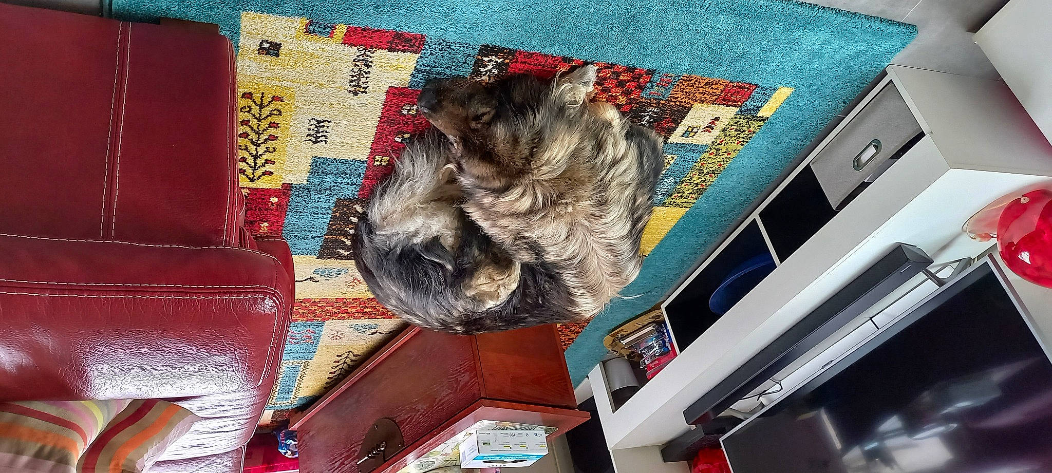 Jojo a rejoint le concours — aidez-le/la à gagner de superbes lots ! art, canidae, carnivore, companion_dog, display_device, dog, dog_breed, fawn, felidae, fur, machine, multimedia, room, small_to_medium_sized_cats, snout, sporting_group, visual_arts, wood, working_animal, world