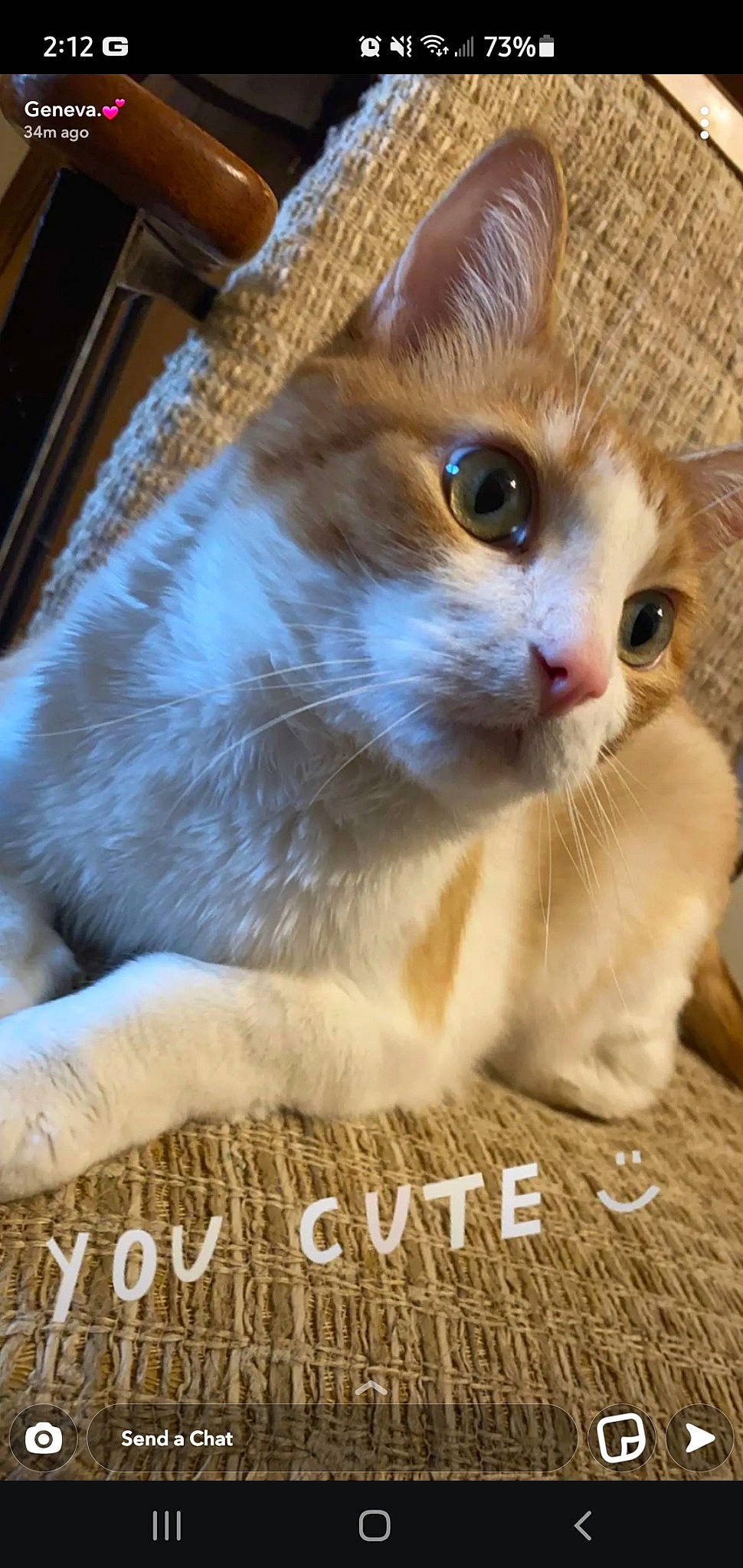 Tubbz joined the competition — help win amazing prizes! carnivore, cat, claw, domestic_short_haired_cat, fawn, felidae, fur, paw, pet_supply, photo_caption, small_to_medium_sized_cats, snout, tail, whiskers, window, wood