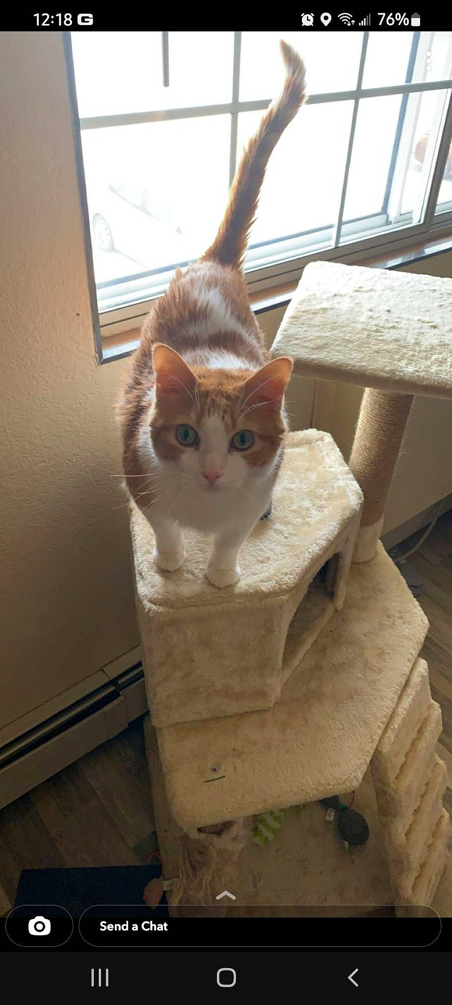 Tubbz joined the competition — help win amazing prizes! box, carnivore, cat, chair, domestic_short_haired_cat, door, eye, fawn, felidae, floor, flooring, fur, hardwood, pet_supply, plant, small_to_medium_sized_cats, tail, whiskers, window, wood