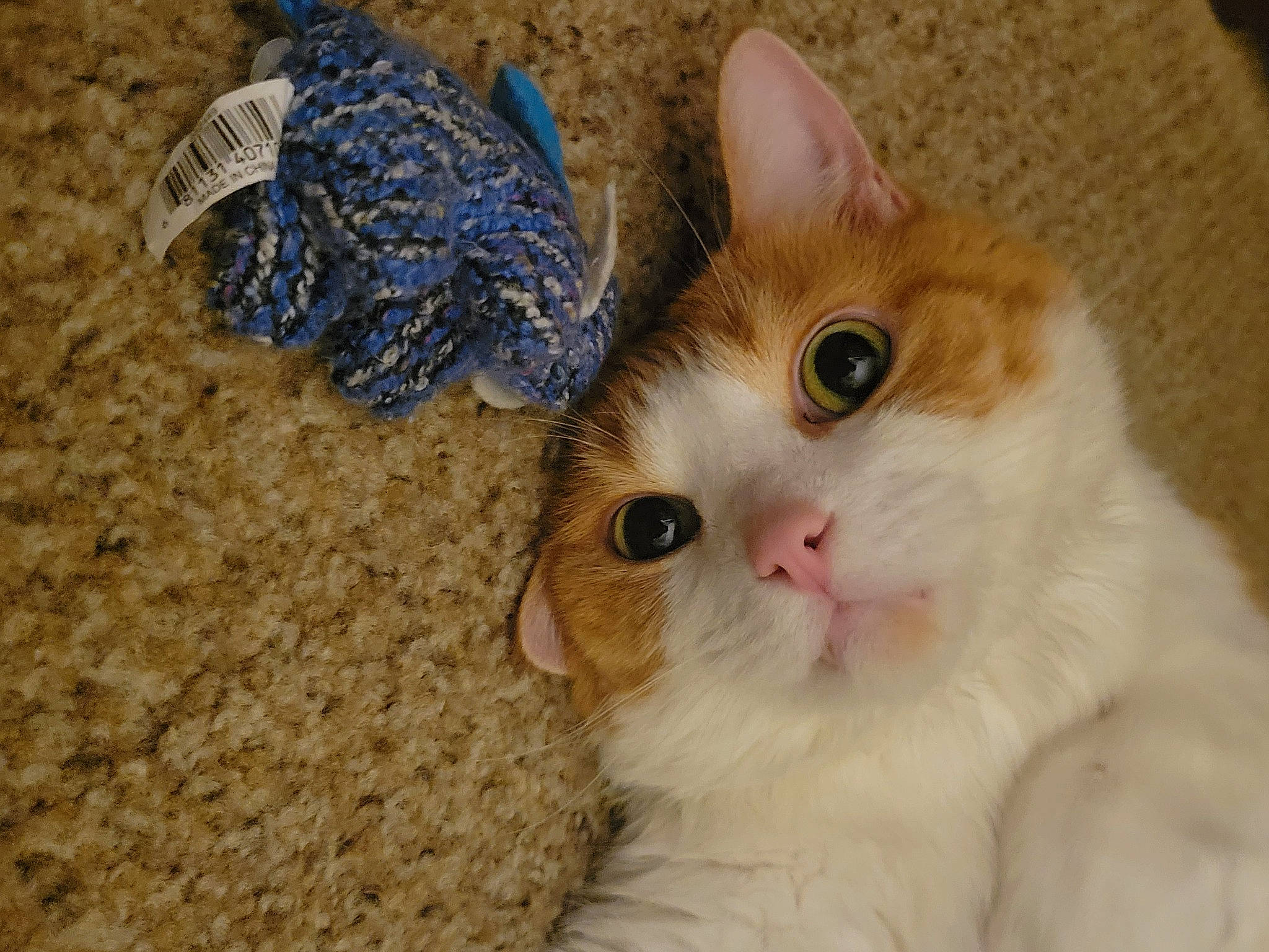 Tubbz joined the competition — help win amazing prizes! carnivore, cat, domestic_short_haired_cat, fawn, felidae, fur, paw, small_to_medium_sized_cats, snout, tail, thread, whiskers, wood, wool