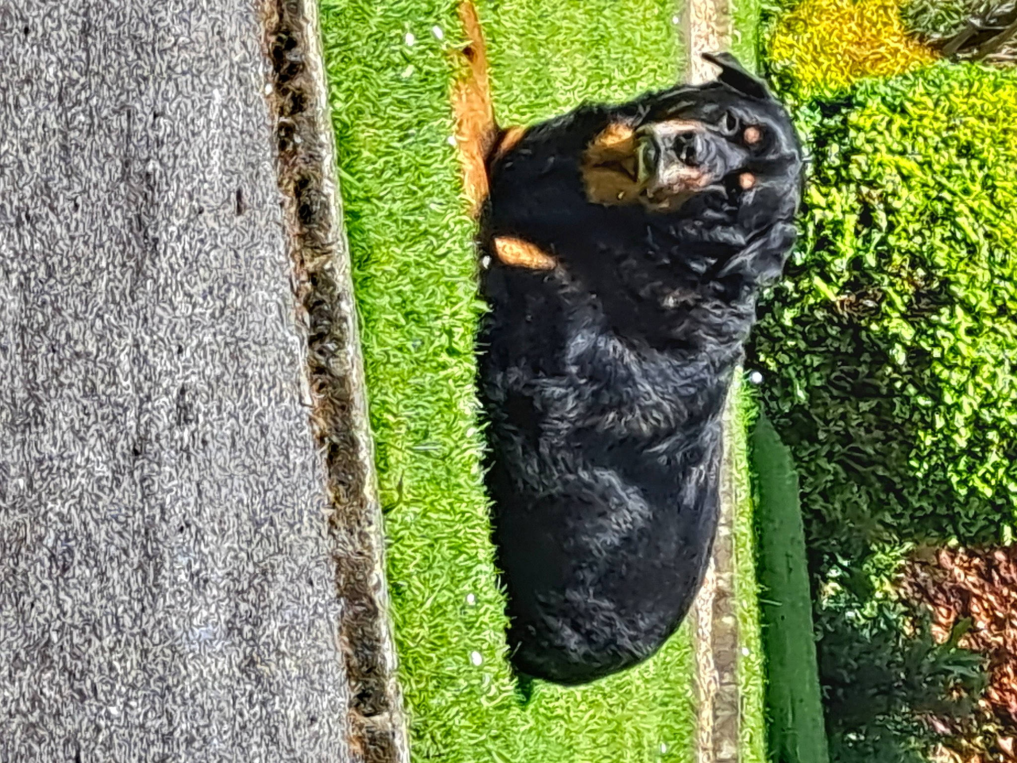 Marley participe au concours pour gagner de l'argent avec cette photo : canidae, carnivore, companion_dog, dog_breed, felidae, fur, grass, guard_dog, plant, shadow, small_to_medium_sized_cats, snout, sporting_group, tail, terrestrial_animal, tree, trunk, whiskers, wildlife, wood