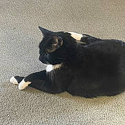 Toby joined the competition — help win amazing prizes! animal, black_and_white, calm, carpet, cat, companion, cute, domestic_cat, feline, fur, indoor, laying_down, paws, pet, quiet, relaxed, resting, side_view, tuxedo_cat, whiskers