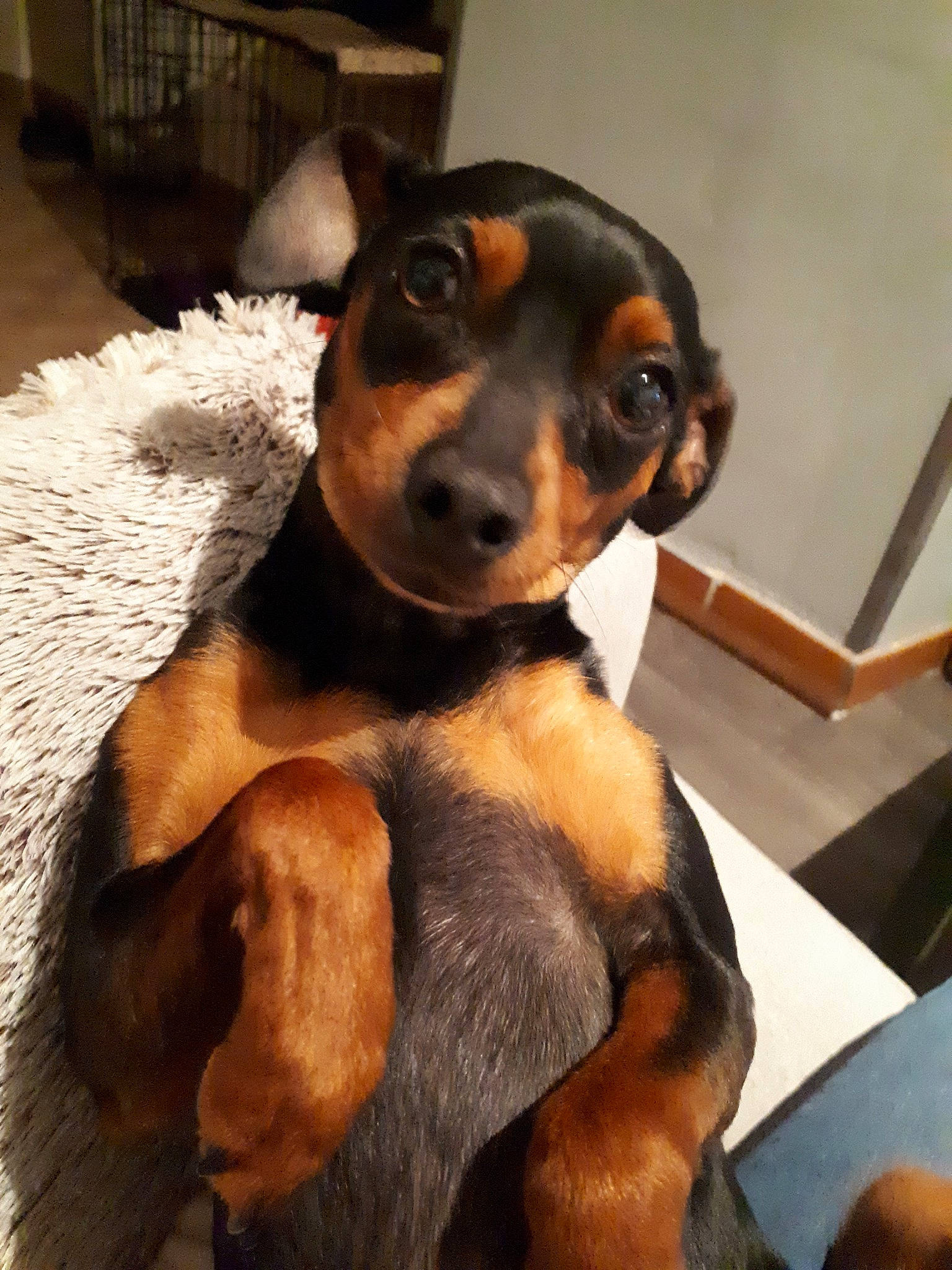 Lika a rejoint le concours — aidez-le/la à gagner de superbes lots ! austrian_black_and_tan_hound, black_and_tan_terrier, canidae, carnivore, dog, dog_breed, english_toy_terrier, german_pinscher, guard_dog, huntaway, mammal, manchester_terrier, miniature_pinscher, pinscher, prazsky_krysarik, puppy, snout, toy_manchester_terrier, transylvanian_hound, vertebrate