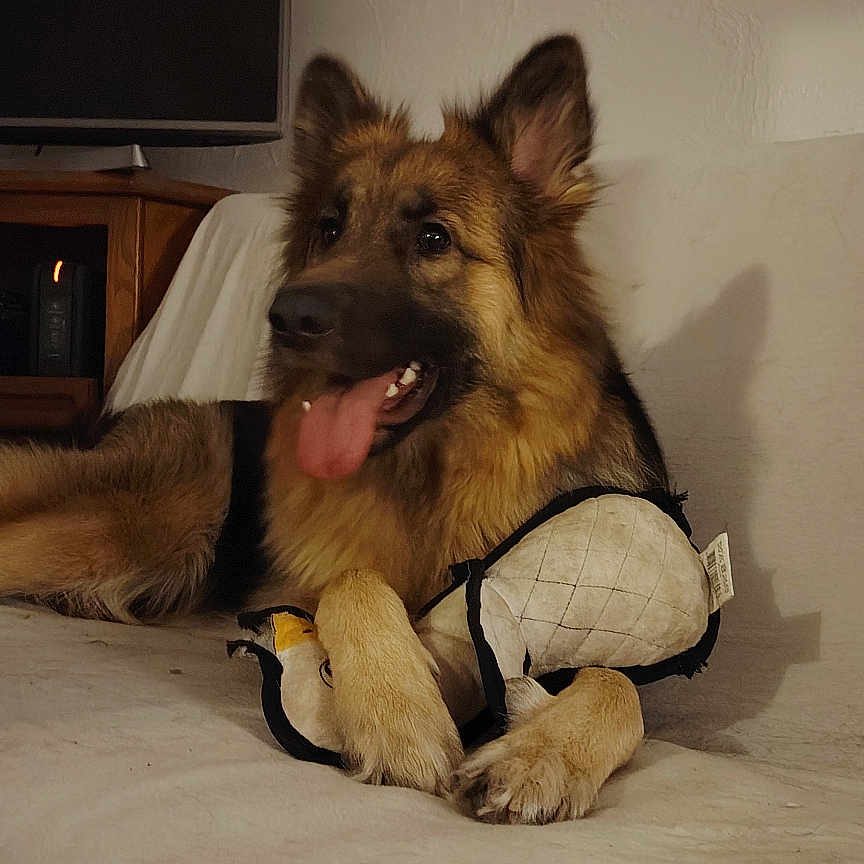 Vandy a rejoint le concours — aidez-le/la à gagner de superbes lots ! animal, canine, companion, couch, cute, dog, domestic_animal, ears, fur, furniture, german_shepherd, home, indoor, living_room, mammal, paw, pet, relaxed, tongue_out, toy