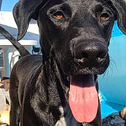 Kyon a rejoint le concours — aidez-le/la à gagner de superbes lots ! animal, bodypart, canine, dog, greatdane, hound, labradorretriever, mouth, person, pet, pointer, puppy, tongue