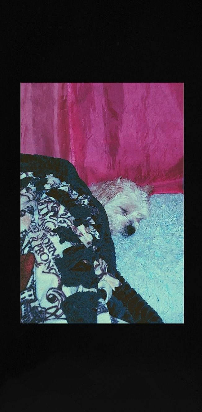 Appa joined the competition — help win amazing prizes! art, canidae, carnivore, companion_dog, dog, dog_breed, electric_blue, font, fur, magenta, painting, pattern, rectangle, sleeve, small_terrier, sporting_group, terrier, toy_dog, umbrella, visual_arts