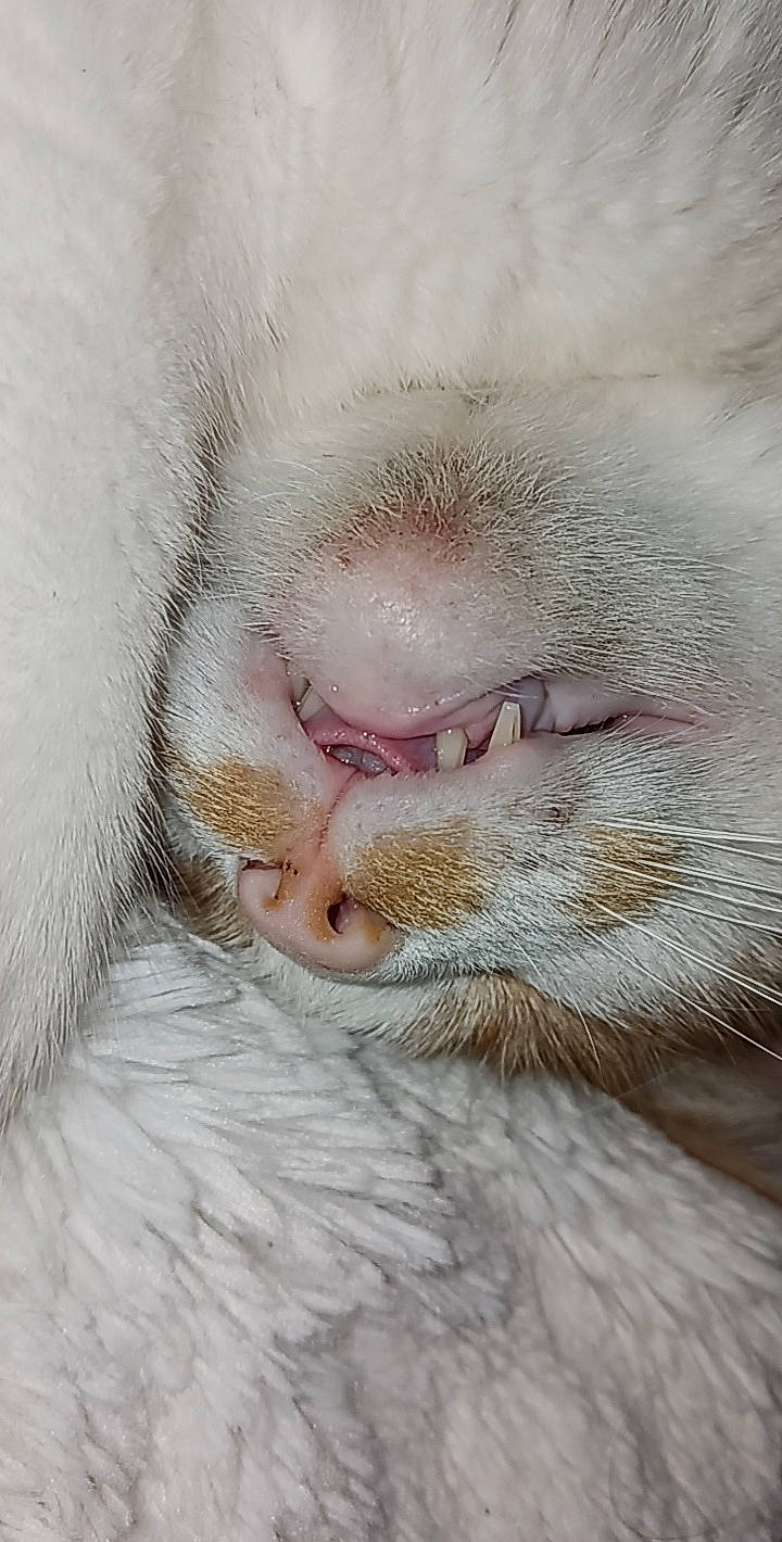 Covfefe is registered to the contest to win money with this photo: carnivore, cat, claw, close_up, comfort, fawn, felidae, fur, paw, primate, small_to_medium_sized_cats, snout, terrestrial_animal, whiskers, wildlife, wrinkle