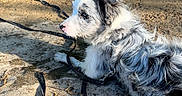 Atlas participe au concours pour gagner de l'argent avec cette photo : dog, puppy, black_and_white, fluffy, long_hair, outdoors, nature, water, pond, shoreline, sand, mud, grass, trees, reflection, leash, collar, lying_down, side_profile, sunlight