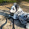 dog, puppy, black_and_white, fluffy, long_hair, outdoors, nature, water, pond, shoreline, sand, mud, grass, trees, reflection, leash, collar, lying_down, side_profile, sunlight