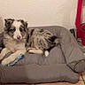 Atlas a rejoint le concours — aidez-le/la à gagner de superbes lots ! puppy, dog, border_collie, fluffy, black_and_white, blue_merle, sitting, lying_down, pet_bed, dog_toys, rope_toy, chew_toy, indoors, tile_floor, wall, red_bucket, home, portrait, animal, cute