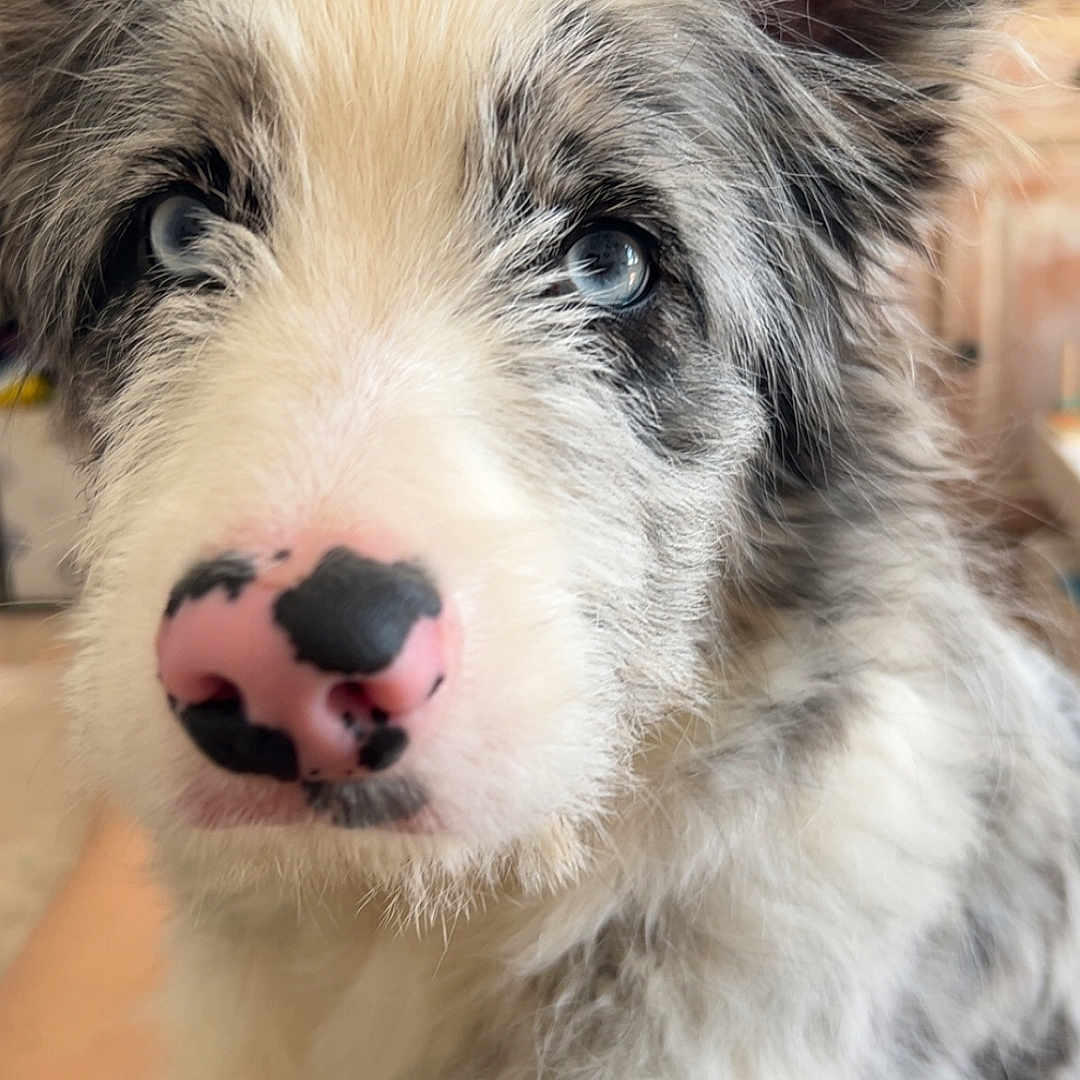 Atlas participe au concours pour gagner de l'argent avec cette photo : puppy, dog, blue_eyes, fluffy, long_hair, spotted_nose, pink_nose, black_and_white, portrait, close_up, pet, canine, adorable, sitting, lap, indoor, soft_lighting, fur, ears, camera_facing