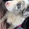 Atlas a rejoint le concours — aidez-le/la à gagner de superbes lots ! puppy, dog, blue_eyes, fluffy, white_fur, gray_fur, pink_nose, pet, animal, portrait, close_up, long_hair, paw, sitting, blanket, indoor, home, person, jeans, cute