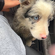 Atlas participe au concours pour gagner de l'argent avec cette photo : puppy, dog, blue_eyes, fluffy, long_hair, merle_coat, white_fur, gray_fur, pink_nose, pet, animal, car, car_seat, human_hand, close_up, portrait, indoors, vehicle, cute, curious