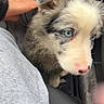 puppy, dog, blue_eyes, fluffy, long_hair, merle_coat, white_fur, gray_fur, pink_nose, pet, animal, car, car_seat, human_hand, close_up, portrait, indoors, vehicle, cute, curious