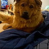 animal, bed, bedroom, black_nose, blanket, brown_fur, close_up, cozy, dark_eyes, dog, fluffy, fur, golden_dog, home, indoors, lying_down, pet, portrait, relaxed, television