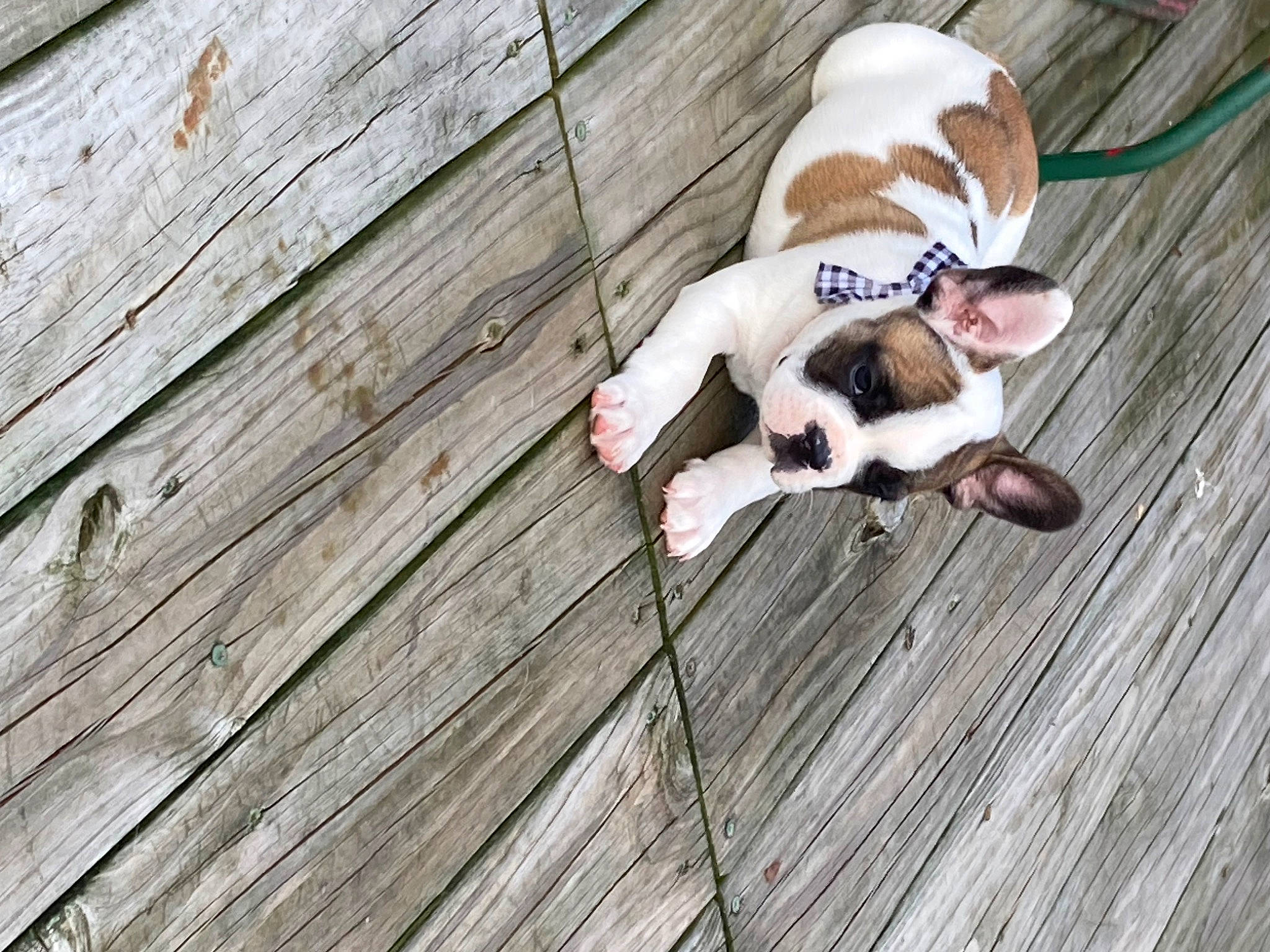 Sambo is registered to the contest to win money with this photo: canidae, carnivore, comfort, companion_dog, dog, dog_breed, fawn, flooring, fur, grass, happy, hardwood, pattern, plank, plant, plywood, sunglasses, wood, wood_flooring, wood_stain